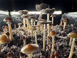 The Debate Around Psychedelic Mushrooms