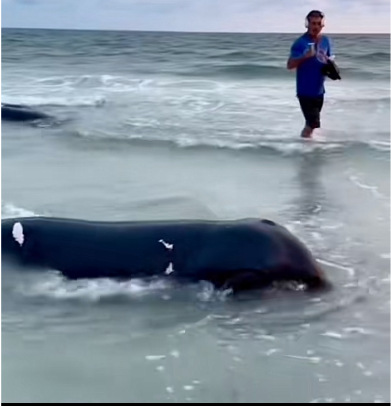 Manatee beached in Florida after hurricane Helene